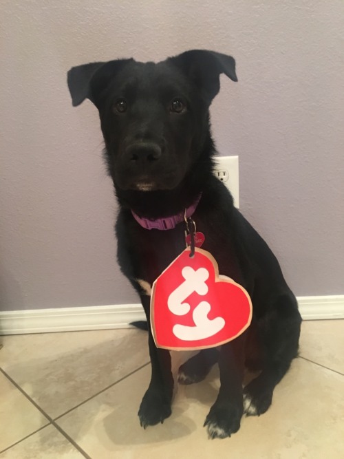 figment-the-boa:Look at my full size beanie baby!!! She’s so freaking cute I can’t stand it!So I mad