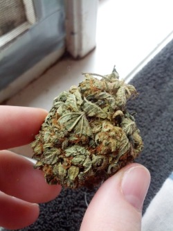 dinosaurbeards:  this bud was really good  