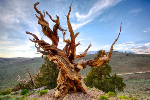 adhdmissroxyspamcake:  showerthoughtsofficial:  The fact that the location of the world’s oldest tree has to be kept secret encapsulates everything that’s bad about humanity.  There’s a story about that, actually. According to the smithsonianmag.com,