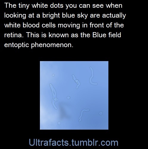 ultrafacts:  The blue field entoptic phenomenon or Scheerer’s phenomenon (after the German ophthalmologist Richard Scheerer, who first drew clinical attention to it in 1924) is the appearance of tiny bright dots (nicknamed blue-sky sprites) moving quickly