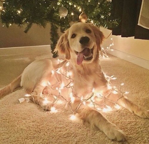 animals-addiction: Merry Christmas!