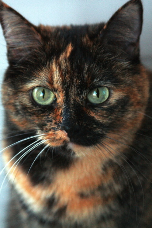 Tortie Appreciation for @k3lsinat0r