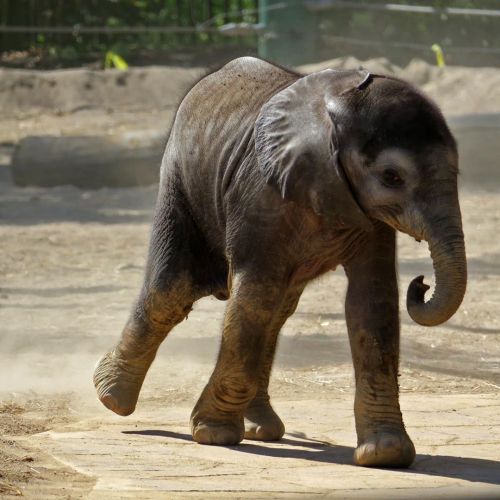 Got the #mondayblues ? Here’s some late-summer photos of baby African elephant Fitz, from the Louisv