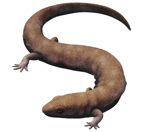 alphynix:Westlothiana lizziae from the Early Carboniferous of Scotland (~338 mya).About 20cm in leng