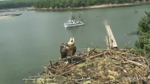 Ode to the Last Osprey! With two siblings fledged and flying the skies, there’s just one left 