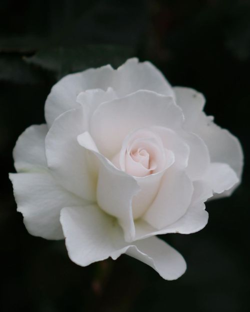 君に会えて幸せだよ。#白い薔薇 #新宿御苑 #igersjapan #ig_nihon #icu_japan_nature #jp_gallery #icu_global #good_jobshot 