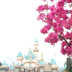 mintvalue:  Springtime at Disneyland. 🌸🌷💐