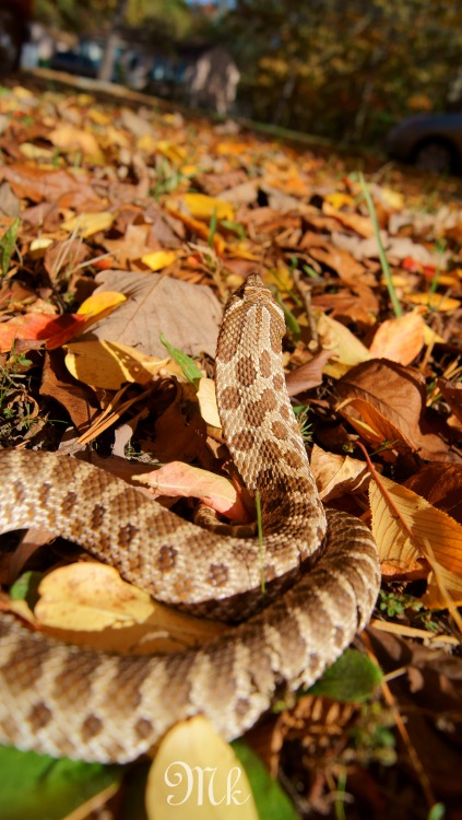 kkaroushi:  thisisasnake:  PSA to anyone who does not know their snake species well. While this little one may look like a small cobra or a rattlesnake he is in fact completely harmless. Please if you encounter any snake simply leave it alone. Most bites