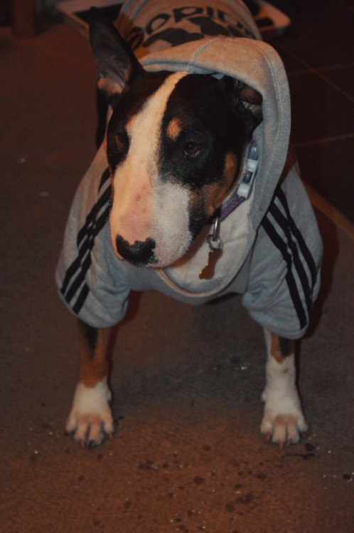 Bought Daisy a new hoodie and now she looks like she has an asbo.