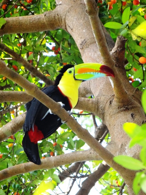 tropicolours: mango–oasis: mango–oasis: mango–oasis:Liberia, Costa Rica