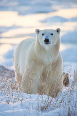 10bullets:  Polar Beauty by Laurence Norton