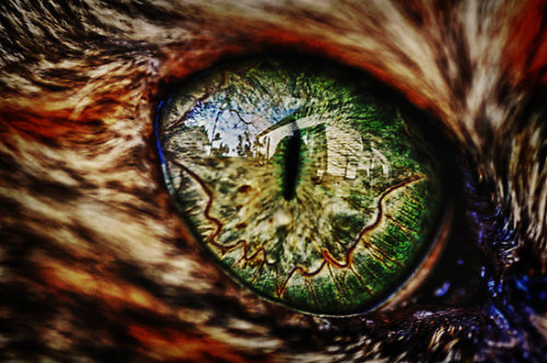 Reflections in my Cat&rsquo;s Eye (via Emily Freeman)