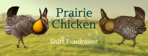chickenkeeping:“Over a century ago, more than one million Attwater’s Prairie- Chickens adorned the T