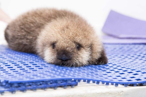 apassionateexistence: sweetspeas: buzzfeed: thesamiproject: This Rescued Baby Otter Will Shock You W