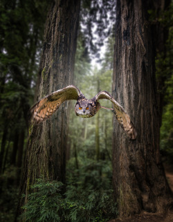 forest-nation:  ultimate aviator by Kevin