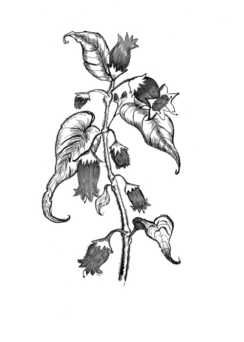 Atropa belladonna, 2015
