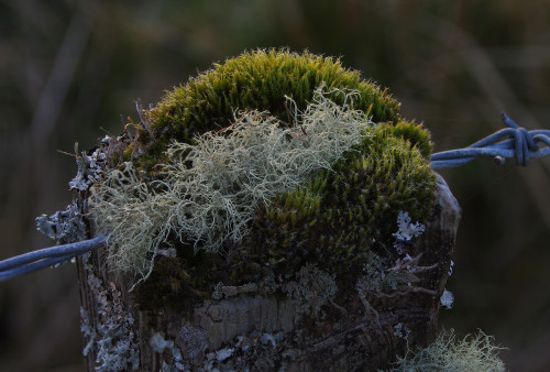 Usnea Aftersun <3