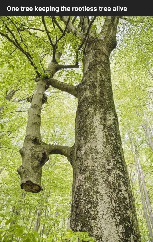 headspace-hotel:ninjaotta:aquilacalvitium:mycroftrh:memeuplift:Ooh ooh ooh!  This looks like an excellent excuse valid reason to talk about one of my favorite topics, matriarch trees!So, when you see trees in a forest, they stick up outta the ground,