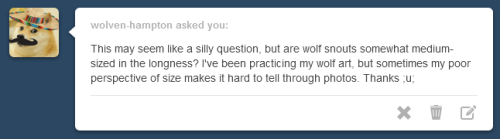 That’s not a silly question at all :)
Depends with what you’re comparing it with, and what wolf specie you mean. Compared with a coyote, a Gray wolf (Canis lupus) has a large and square snout. But it’s indeed not typically long, so you could say...