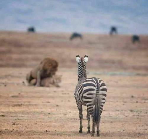 curiositasmundi:
“Ogni mattina nella savana un leone si sveglia e…
”