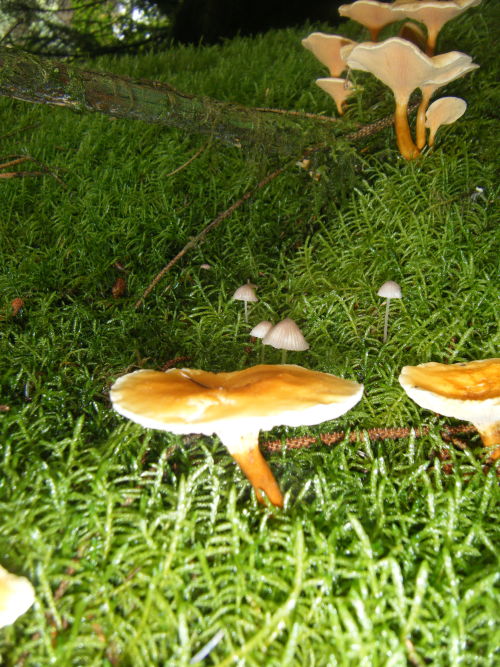 bodandrage:I found a load of mushrooms on my walk. Top and bottom were in deciduous woodland, the re