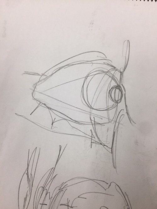 Eye/orbit Studies.