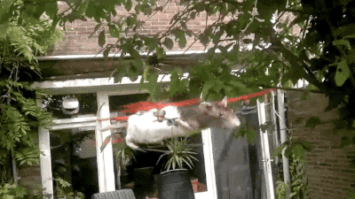 gifsboom:  1 Ratcopter 2 OstrichCopter 3 catcopter 