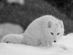 beautiful-wildlife:  Fox Eyes by Paul Sangeorzan