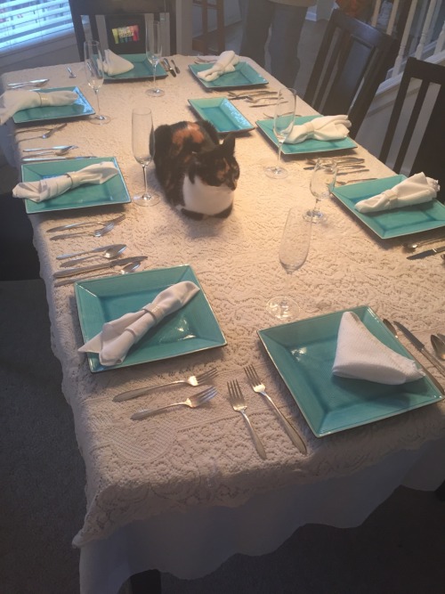 jackles-and-hydelecki:My cat has decided to volunteer as tribute…