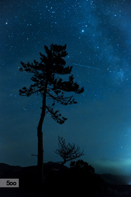 photo by Ryo Sato | MY TUMBLR BLOG | Whispering Wish. When the winds of nature conspire to give you 