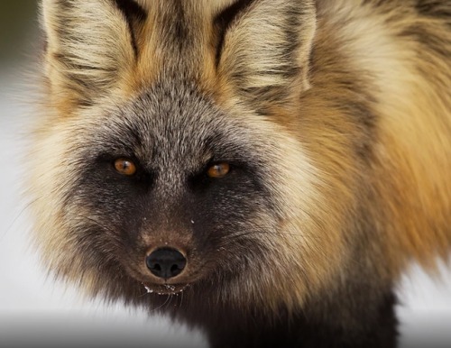 beautiful-wildlife: Photo Series | ~ Red Fox / Cross Fox ~ Images by © • David Hemm