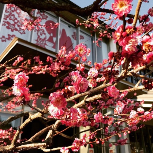 Ce sont des fleurs de pruniers 梅, photo faite à Odawara This flowers are plum blossoms from Odawara.