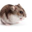 hampsterlovin-blog