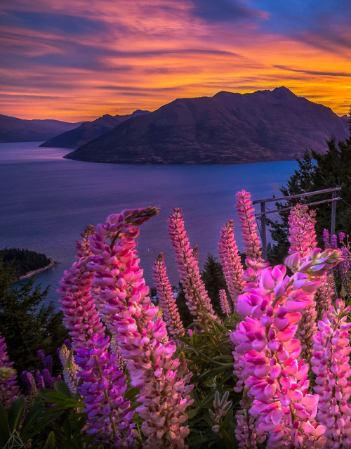 coiour-my-world:Lupins | Queenstown, New Zealand | by Jordan McInally