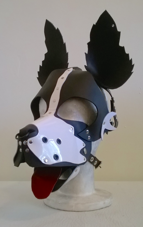 thewellkeptpet:  Brian, your Boarder Collie is decked out with all the bells and whistles. You got spikes, grommets, piercings and a septum ring. It’s all quite dashing!   Omg I want it