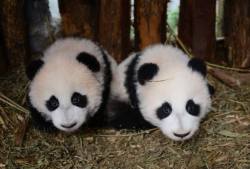 Giantpandaphotos:  Twins Lu Lu And Xi Xi At The Bifengxia Panda Base In China. ©
