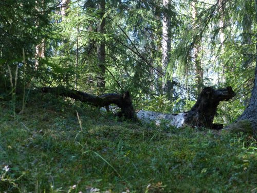 voiceofnature: A mossy fairytale from the Norwegian woods. 