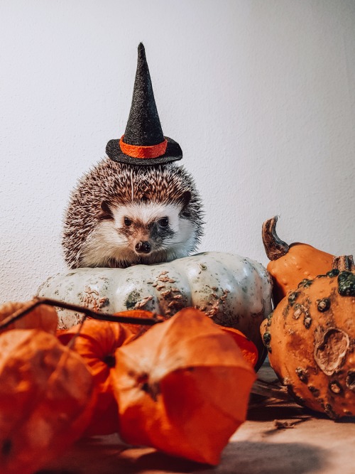 hedgehogsofasgard:Happy Halloween!