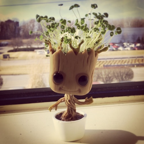 cuteanimalspics:  Introducing chia Groot