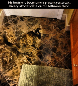 rhazade-waterbender:  This kitty is clearly a master spy. 