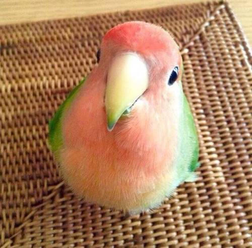 aww-cute-animals:Tiny bird that looks like a watermelon