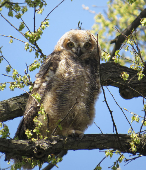 nybg: This year’s Great-horned Owl nest produced one adorable, suspicious little owlet that we