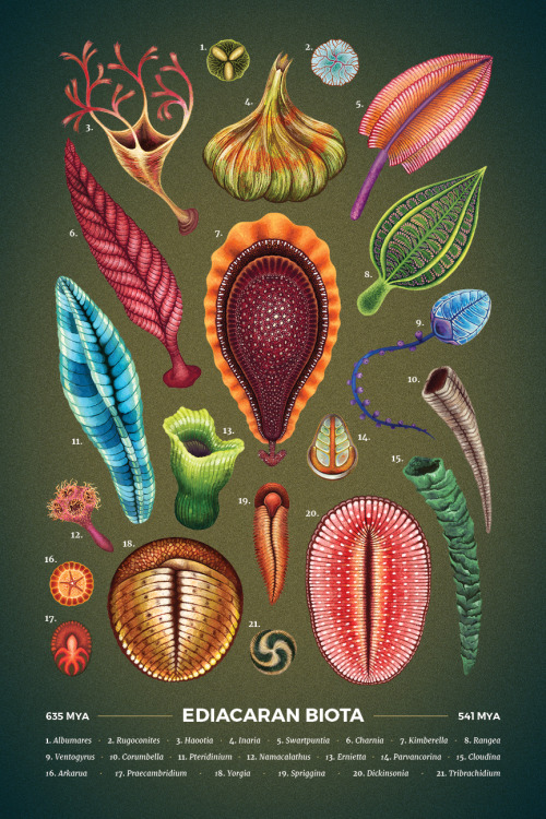 The Secret Garden Of Ediacara And The Origin Of Complex Life