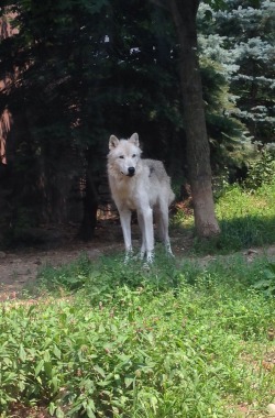 dunedehaan:  look at this pretty wolf i saw