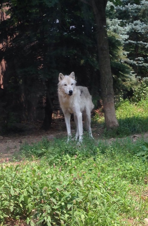dunedehaan:  look at this pretty wolf i saw today