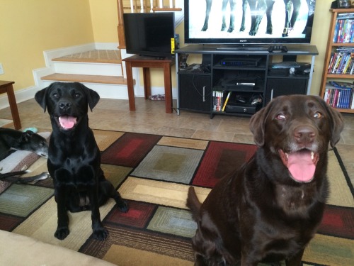 Team Labrador! We’re pup sitting our neighbors’ chocolate Terra