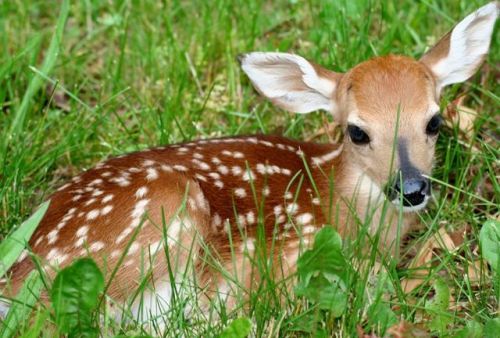 sleepinelysium:adorableanimalss:Baby deer @skeleton-richard