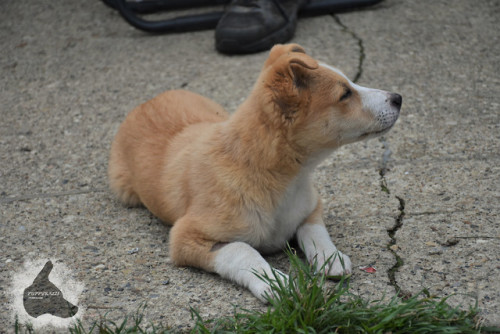 puppyrazzi