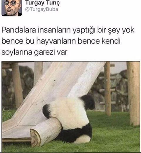 Pandalara insanların...