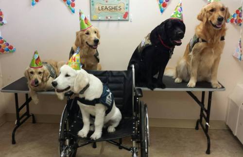 Service dog birthday pawty at Penny’s home base, Warrior Canine Connection headquarters.